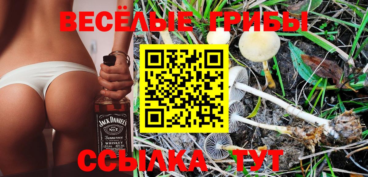 Псилоцибиновые грибы Psilocybe  Вход с VPN  Людиново 